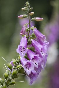 Preview wallpaper foxglove, flowers, purple, macro