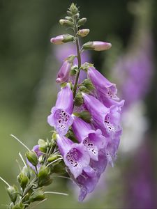 Preview wallpaper foxglove, flowers, purple, macro