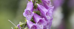 Preview wallpaper foxglove, flowers, purple, macro