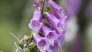 Preview wallpaper foxglove, flowers, purple, macro