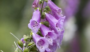 Preview wallpaper foxglove, flowers, purple, macro