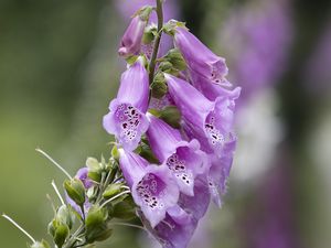 Preview wallpaper foxglove, flowers, purple, macro