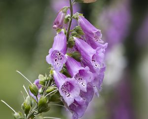 Preview wallpaper foxglove, flowers, purple, macro