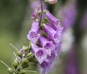 Preview wallpaper foxglove, flowers, purple, macro