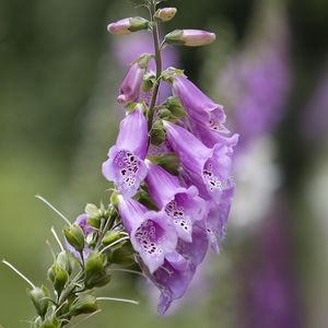 Preview wallpaper foxglove, flowers, purple, macro