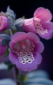 Preview wallpaper foxglove, flowers, purple, blur