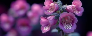 Preview wallpaper foxglove, flowers, purple, blur