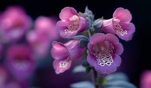 Preview wallpaper foxglove, flowers, purple, blur
