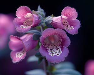 Preview wallpaper foxglove, flowers, purple, blur