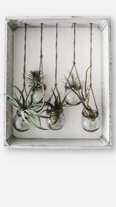 Preview wallpaper frame, jars, flowers, plants, decor