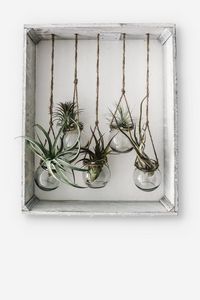 Preview wallpaper frame, jars, flowers, plants, decor
