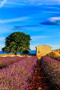 Preview wallpaper france, provence, field, grass, sky