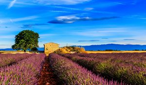 Preview wallpaper france, provence, field, grass, sky