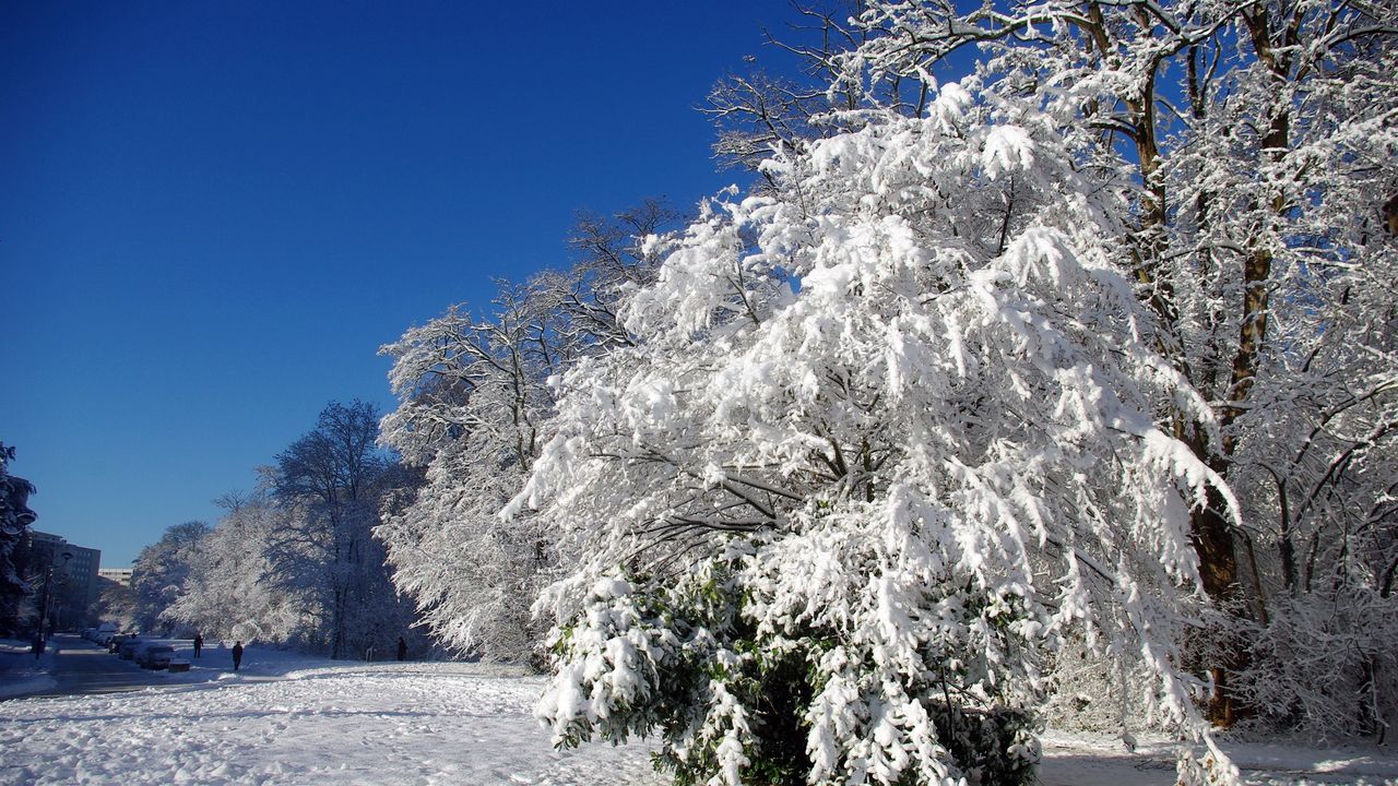 Wallpaper france, velizi-vilakubl, trees, hoarfrost, snow, winter, clearly