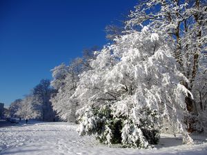 Preview wallpaper france, velizi-vilakubl, trees, hoarfrost, snow, winter, clearly
