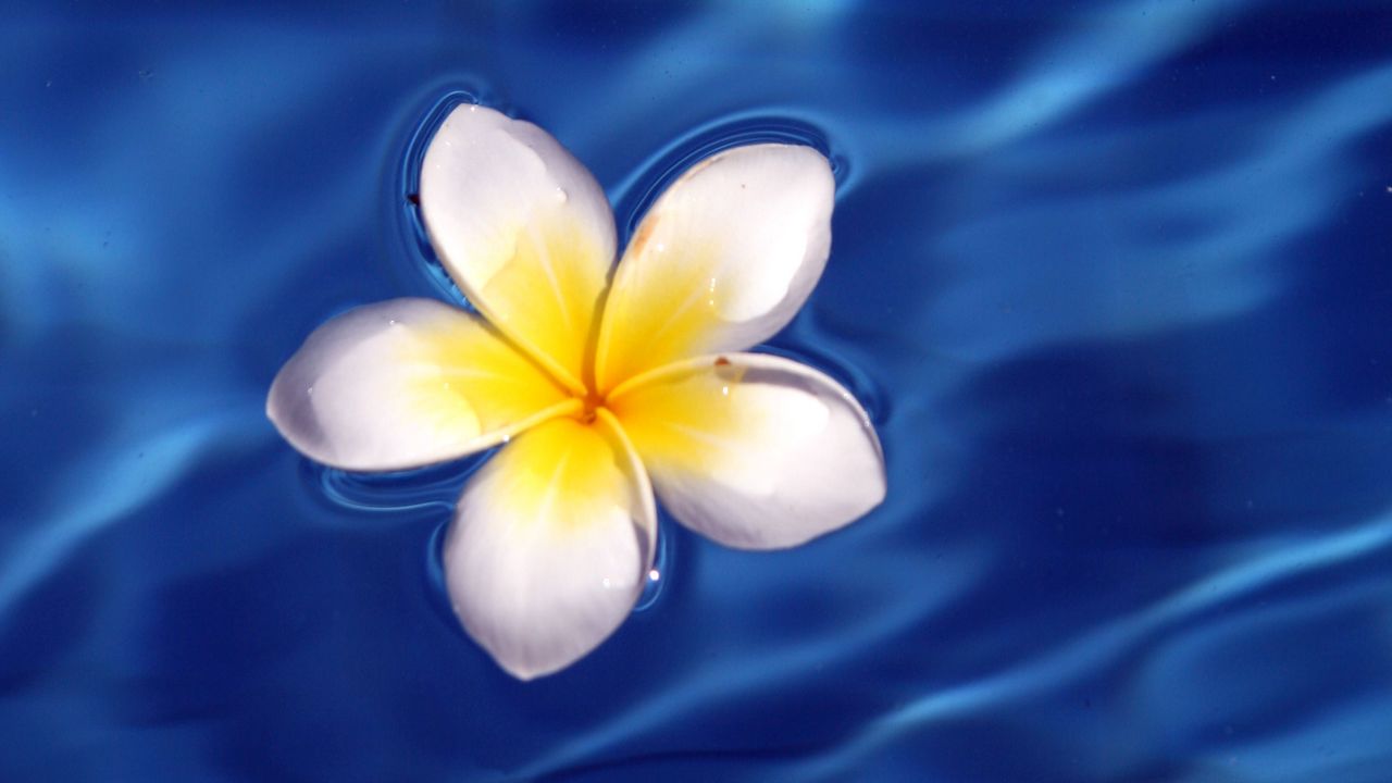 Wallpaper frangipani, flower, water, waves, glare