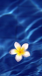 Preview wallpaper frangipani, flower, water, waves, glare