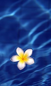 Preview wallpaper frangipani, flower, water, waves, glare