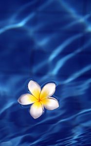 Preview wallpaper frangipani, flower, water, waves, glare