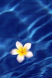 Preview wallpaper frangipani, flower, water, waves, glare