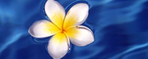 Preview wallpaper frangipani, flower, water, waves, glare