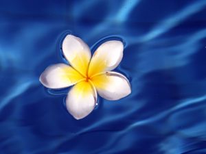 Preview wallpaper frangipani, flower, water, waves, glare