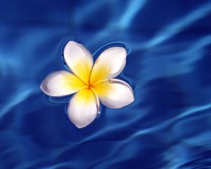 Preview wallpaper frangipani, flower, water, waves, glare