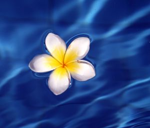 Preview wallpaper frangipani, flower, water, waves, glare