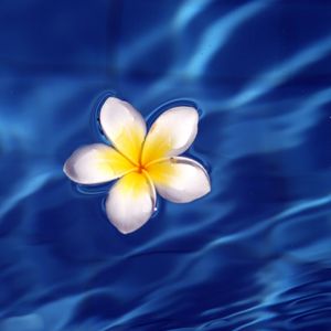 Preview wallpaper frangipani, flower, water, waves, glare