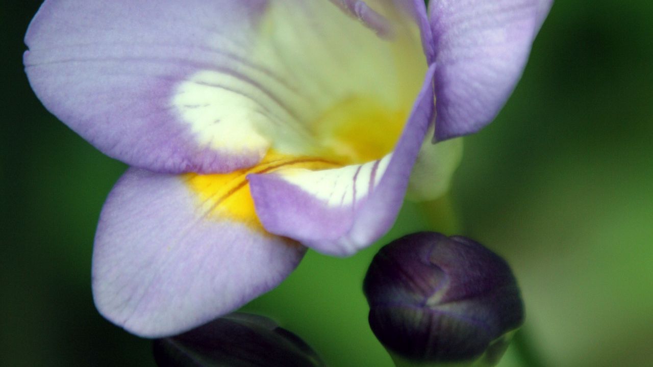 Wallpaper freesia, flower, petals, buds, purple, blur