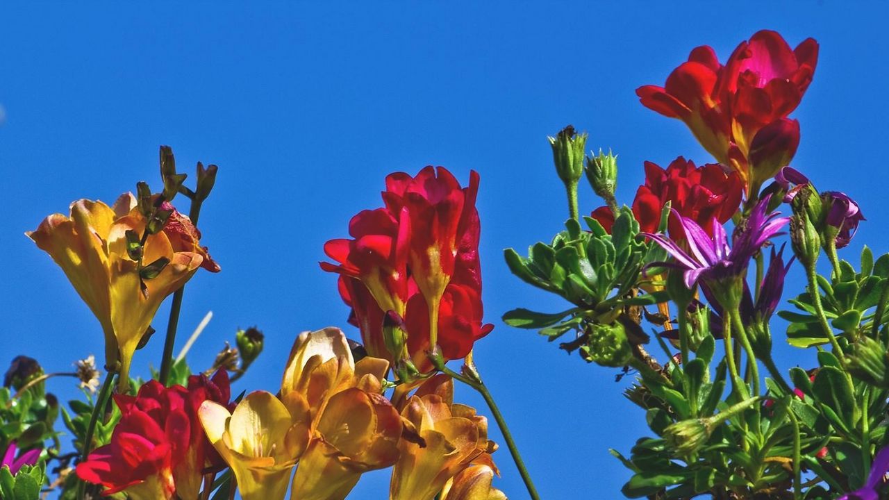 Wallpaper freesia, flowers, colorful, different, sky, flowerbed