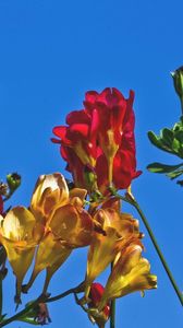 Preview wallpaper freesia, flowers, colorful, different, sky, flowerbed