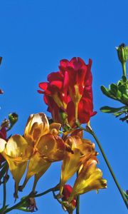 Preview wallpaper freesia, flowers, colorful, different, sky, flowerbed