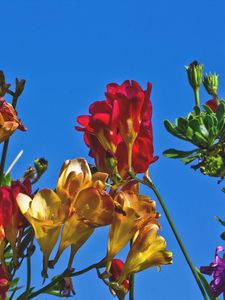 Preview wallpaper freesia, flowers, colorful, different, sky, flowerbed