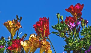 Preview wallpaper freesia, flowers, colorful, different, sky, flowerbed