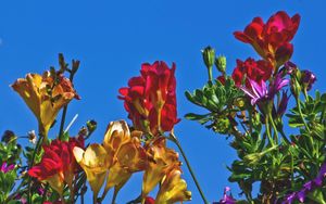 Preview wallpaper freesia, flowers, colorful, different, sky, flowerbed