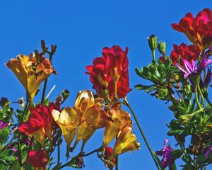 Preview wallpaper freesia, flowers, colorful, different, sky, flowerbed