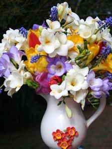 Preview wallpaper freesia, muscari, flowers, pot, beautifully