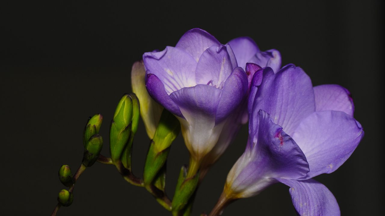 Wallpaper freesia, petals, flower, purple hd, picture, image