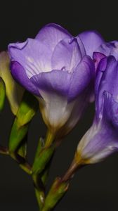 Preview wallpaper freesia, petals, flower, purple