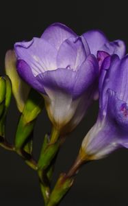 Preview wallpaper freesia, petals, flower, purple