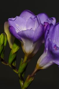 Preview wallpaper freesia, petals, flower, purple