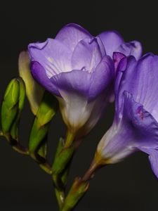 Preview wallpaper freesia, petals, flower, purple