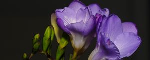 Preview wallpaper freesia, petals, flower, purple