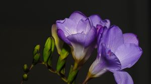Preview wallpaper freesia, petals, flower, purple