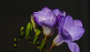 Preview wallpaper freesia, petals, flower, purple