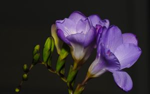 Preview wallpaper freesia, petals, flower, purple