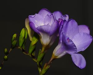Preview wallpaper freesia, petals, flower, purple