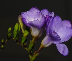 Preview wallpaper freesia, petals, flower, purple