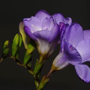 Preview wallpaper freesia, petals, flower, purple